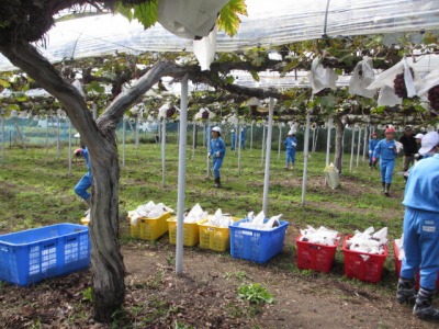 10月6日（金曜日）ブドウの収穫体験の画像2