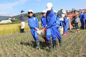 大野小学校で稲の脱穀の画像3