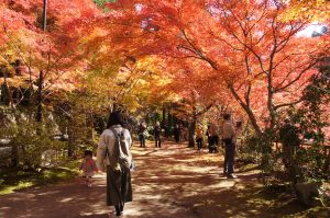奥津渓の紅葉の画像1
