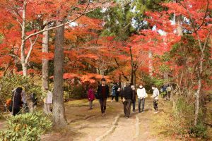 奥津渓の紅葉の画像2