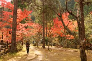奥津渓の紅葉の画像3