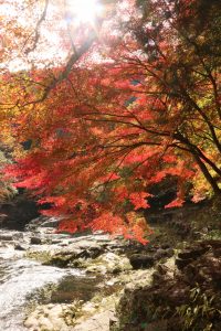 奥津渓の紅葉の画像4