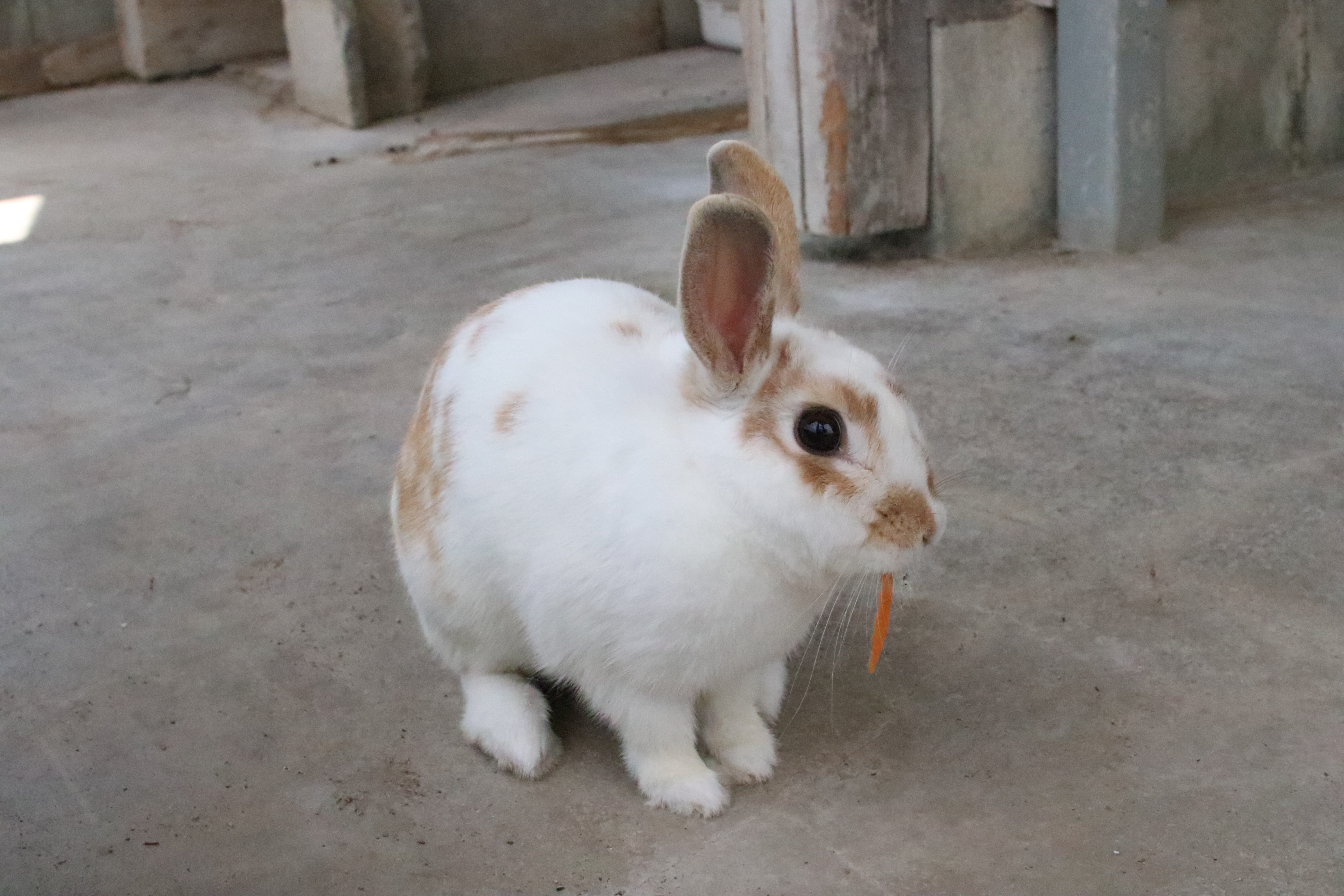 香南保育園