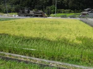 田んぼ