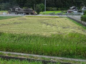 田んぼ