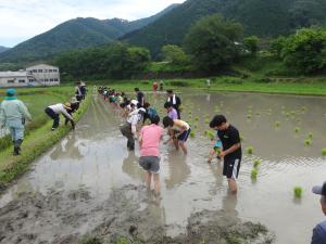 田植え
