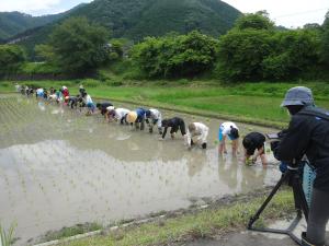 田植え