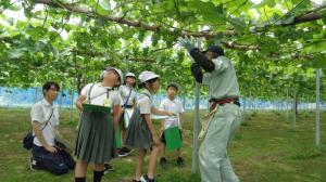 ぶどう学習