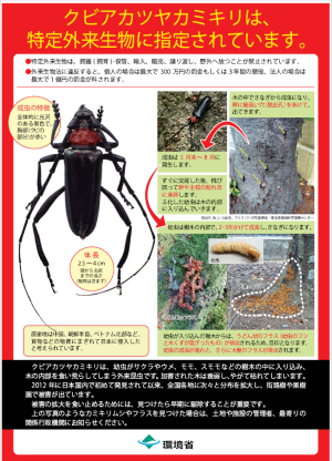 環境省チラシ（クビアカツヤカミキリ）_1