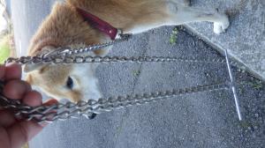 犬の写真3